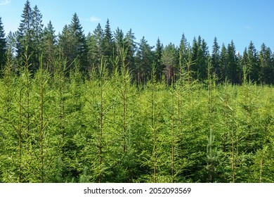 Spruce Plantation In A Forest