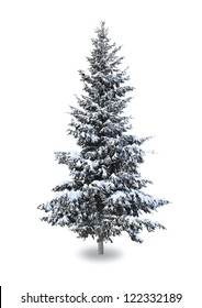 Spruce in the snow on a white background