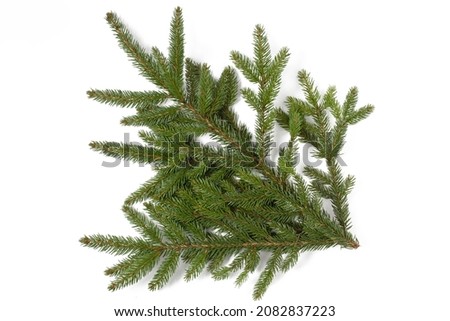 Spruce tree brach isolated on a white background
