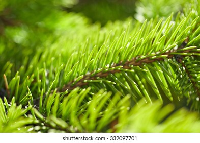 Spruce Tree Branch Detail