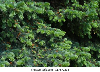 Spruce tree close-up. Christmas background