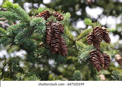 Spruce tree cones