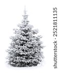 Spruce tree covered snow and hoarfrost on white background with space for text