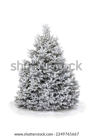 Spruce tree covered snow and hoarfrost on white background with space for text
