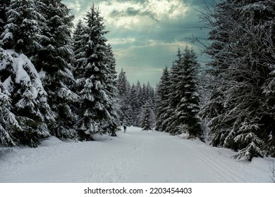 Spruce Tree Forest Covered by Snow in Winter. Picturesque view of snow-capped spruces on a frosty day. Germany. - Powered by Shutterstock