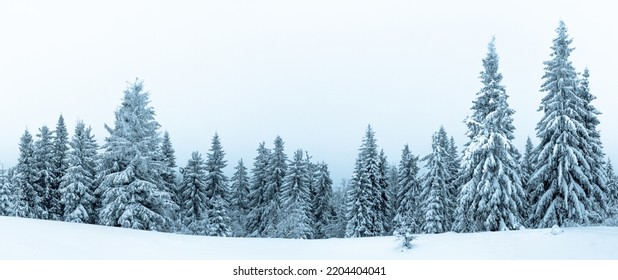 Spruce Tree Forest Covered by Snow in Winter Landscape. - Powered by Shutterstock