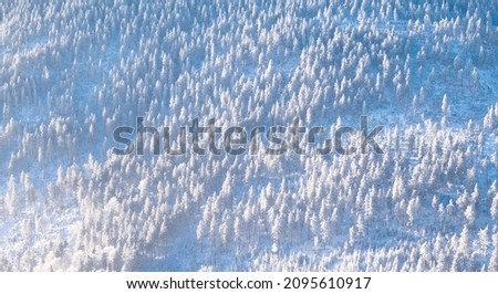 Spruce tree forest covered with snow and rime on a mountain range of Jesenniky mountains . 