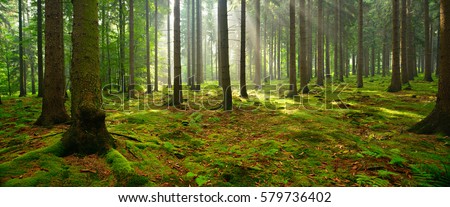 Spruce Tree Forest, Sunbeams through Fog illuminating Moss and Fern Covered Forest Floor, Creating a Mystic Atmosphere