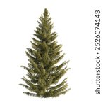 Spruce tree isolated on white background. single Conifer tree isolated on white background. Fir tree isolated on white background. Pine tree isolated on white background. side view of spruce trees.