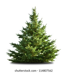 Spruce Tree Isolated On White