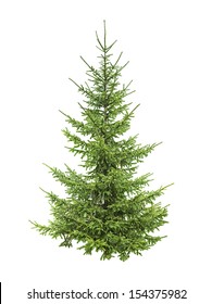 Spruce Tree Isolated On White 