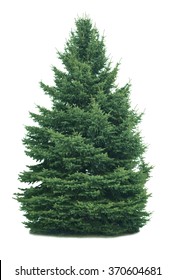 Spruce Tree Isolated On White Background