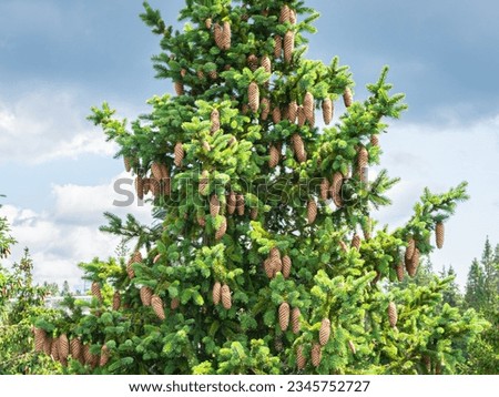 Spruce tree (Picea abies) with cones in Bachledka treetop walk in Pieniny National Park, Slovakia