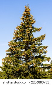 Spruce Tree Produced A Bumper Crop Of Cones