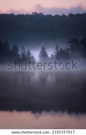 A spruce tree silhouettes in the morning mist during a summer sunrise at Spruce Knob Lake in West Virginia.