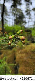 Spruce Tree, Tongass National Forest, Juneau, Alaska.