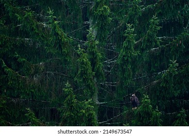 Spruce tree with white-tailed eagle. Birds of the prey in the nature habitat, Czech Republic, Europe. Wildlife nature. Eagle in green vegetation, forest.  - Powered by Shutterstock