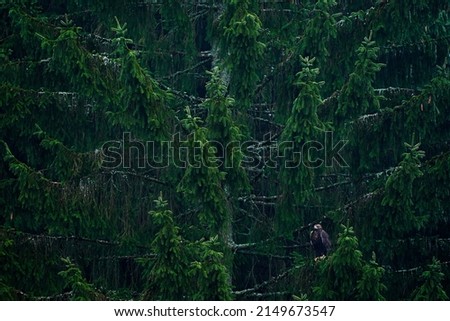 Spruce tree with white-tailed eagle. Birds of the prey in the nature habitat, Czech Republic, Europe. Wildlife nature. Eagle in green vegetation, forest. 