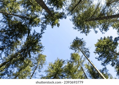 Spruce trees with blue sunny sky 