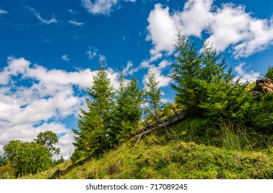 Spruce Trees On A Slope Under The Blue Sky. Beautiful Nature Unusual Viewpoint