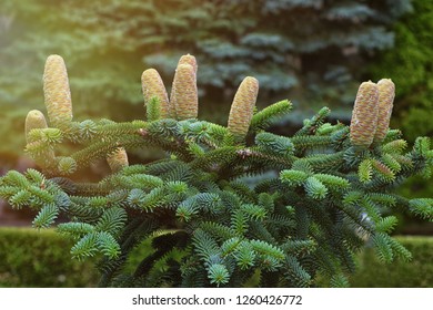 Spruce undersized with cones. Background of spruce with cones.Cones on pine.
