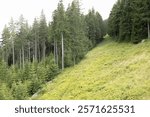 spruces and firs on a steep mountainside, spruce, fir, mountain, forest, landscape, vegetation levels, trees