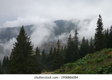 Spruces with mists in the background