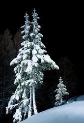 Spruces In The Snow At Night