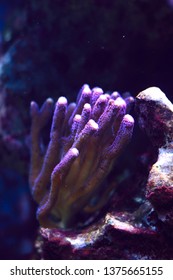 SPS Stylophora Pistillata, Known As Hood Coral Or Smooth Cauliflower Coral