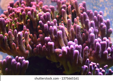 SPS Stylophora Pistillata, Known As Hood Coral Or Smooth Cauliflower Coral