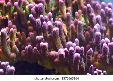 SPS Stylophora Pistillata, Known As Hood Coral Or Smooth Cauliflower Coral