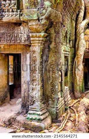 Spung tree growind in the Ta Prohm temple ruins, Siem Reap, Cambodia