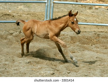 Spunky Young Foal In Corral