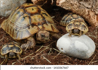 Spur Thighed Tortoise In Vivarium