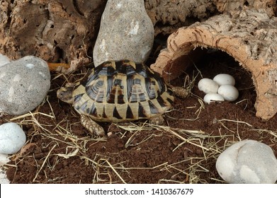 Spur Thighed Tortoise In Vivarium