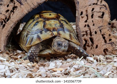 Spur Thighed Tortoise In Vivarium