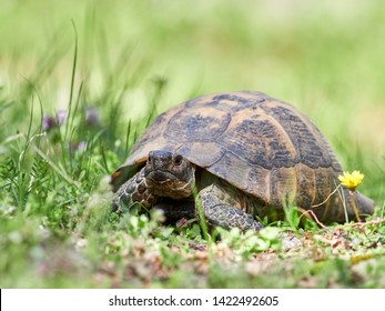Spur thighed turtle (Testudo graeca) in natural habitat - Shutterstock ID 1422492605