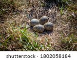 A spur winged plover nest out in an open field in August, New Zealand