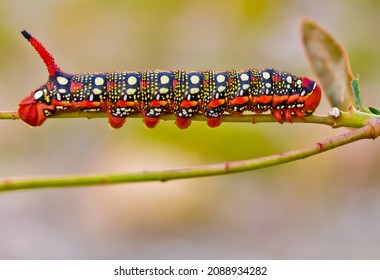 A Spurge Hawk Moth Caterpillar Crawling Along A Branch 