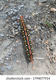 Spurge Hawk Moth Caterpillar In Nature