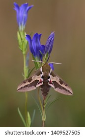 Spurge Hawk Moth Hyles Euphorbiae Resting In Nature