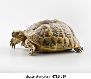 Female Box Turtle Isolated On White Stock Photo (Edit Now) 32277355