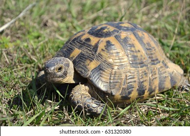 Spurthighed Tortoise Testudo Graeca Ibera Stock Photo (Edit Now) 631320380