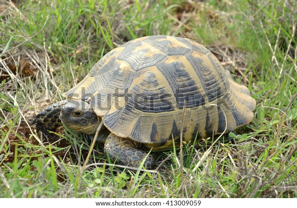 Spurthighed Tortoise Testudo Graeca Ibera Stock Photo 413009059 ...