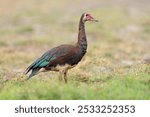 A spur-winged goose (Plectropterus gambensis) in natural habitat, Chobe National Park, Botswana
