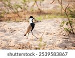 Spur-winged lapwing or spur-winged plover (Vanellus spinosus) in the Murchison Falls National Park, Uganda