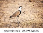 Spur-winged lapwing or spur-winged plover (Vanellus spinosus) in the Murchison Falls National Park, Uganda