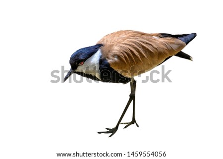 The spur-winged lapwing or spur-winged plover (Vanellus spinosus) is a lapwing species, one of a group of largish waders in the family Charadriidae.. Single bird isolated on white