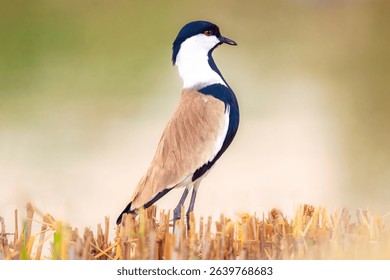 Spur-Winged Lapwing (Vanellus spinosus) standing on the mangrove desert with blurred background. Close up Portrait view of Spur-winged lapwing. 