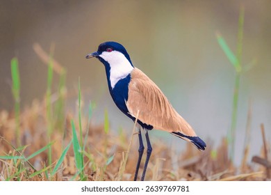 Spur-Winged Lapwing (Vanellus spinosus) standing on the mangrove desert with blurred background. Close up Portrait view of Spur-winged lapwing.